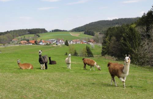 ruhiges Wohnen am Lama und Maine Coon Hof in Alleinlage in Biederbach 3 Zimmer mit Kochgelegenheit Bad - Foto 51