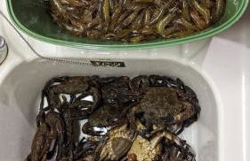 Villa Ty Koad 4 étoiles Piscine Intérieure 28C Plage et GR34 à 50m - Foto 77