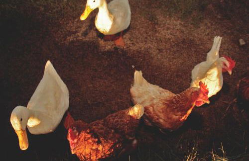 Agriturismo Casale San Benedetto - Foto 36