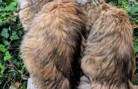 La Rose & Le Loup - Foto 25