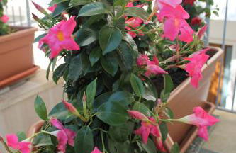 A casa di Alice – Alice's house – Chez Alice - Foto 29