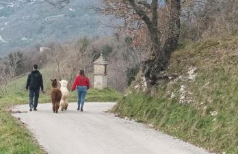 L'ALPACA DELLA ROSSA - AGRITURISMO - Foto 51