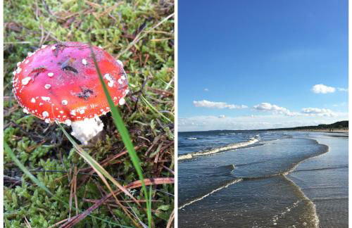 Ferienwohnung mit Terrasse - Insel Usedom - Foto 38