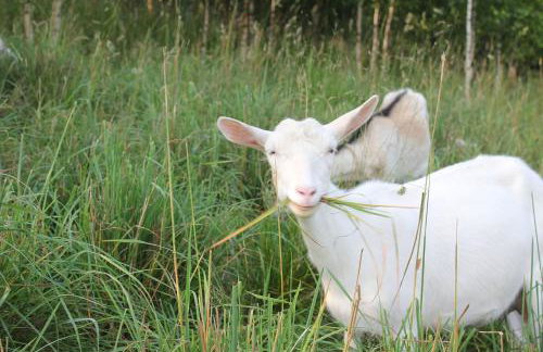 Słoneczna Zagroda - Sunny Ridge Farm - Foto 27