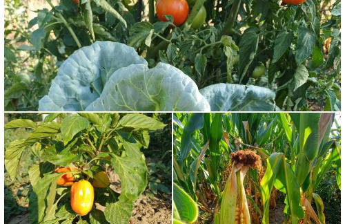 Kuća za odmor MIRA Vukovar - Foto 37