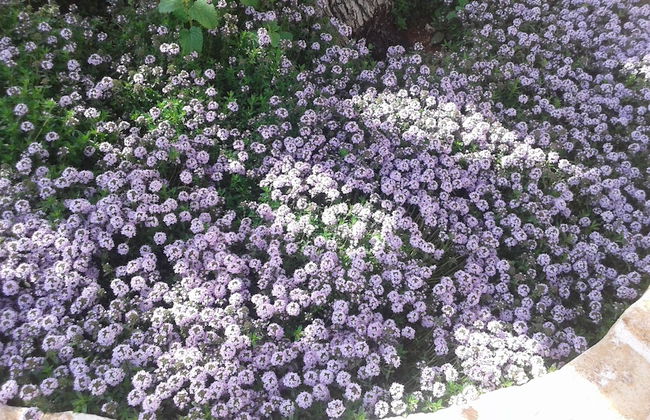 Trulli Laetitia - Foto 53