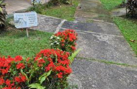 Fernando Guilhon - Foto 15