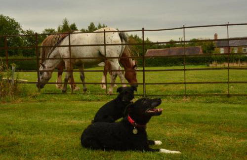 Pine Tree Lodge, Bridgnorth - Foto 92