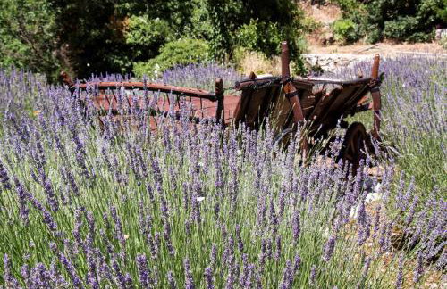 The Hidden Treasure Village - Villa Olka - Photo 46