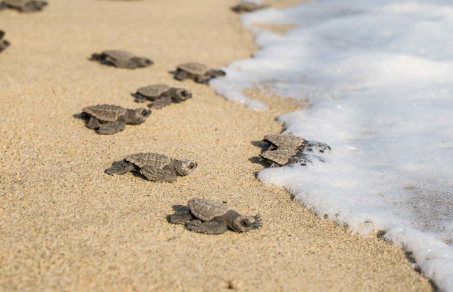 Excursion à Puerto Escondido - Photo 4