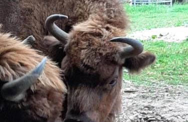 Jabłkowo-na skraju Puszczy Boreckiej ŚNIADANIA W CENIE - Foto 72
