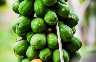 PonoMana Oasis's - Koi Cottage - Foto 37