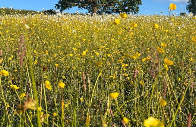 Cuddfan Lodge on a Gorgeous Private Lake - Foto 16