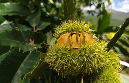 EL BALCÓN PANORÁMICO DE GREDOS - Foto 52