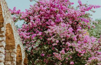 Mas Noguer - Foto 10