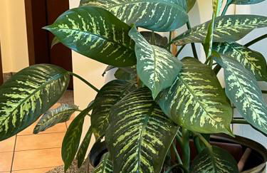 Turin Bicerin Green - Foto 26