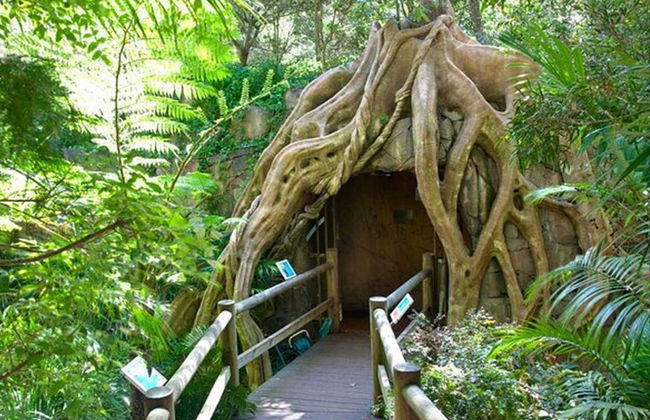 Excursão às Glow Worm Caves da montanha Tamborine - Foto 2