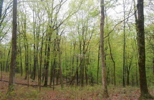 Nature-Quiet Retreat • Firepit BBQ • PetFriendly - Foto 52