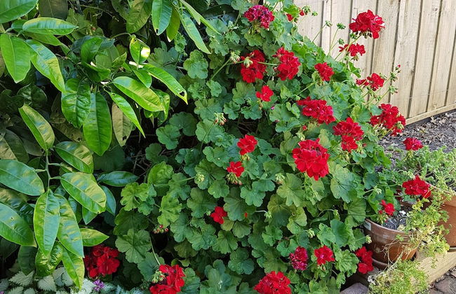 Healesville House - Fig Tree House - Photo 19