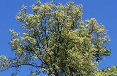 Abejas 1 de El Vergel de Chilla - Foto 79