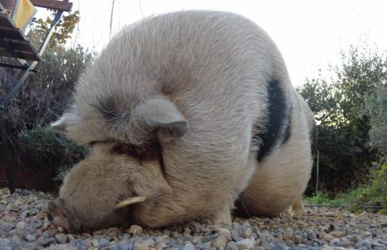 Agriturismo Monaci Templari - Foto 101