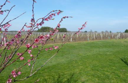 l'Ecrin au coeur des vignes - Foto 12