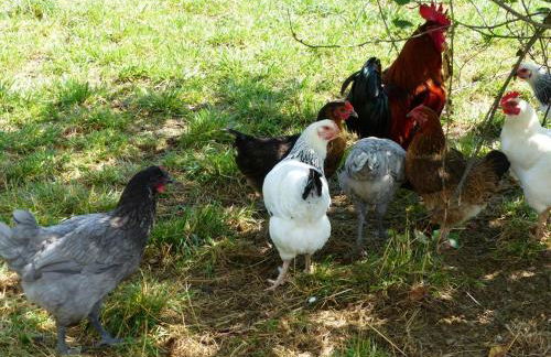 Gîte de Charme en Ferme du XVIIe siècle avec Internet - FR-1-489-166 - Foto 22