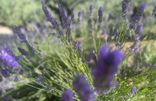 Chalet Bosco Magico Roccolo - Foto 10