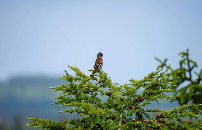 4 Person Holiday Home in Hovborg-by Traum - Foto 25