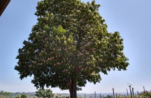 Agriturismo Cascina del Rosone - Foto 19