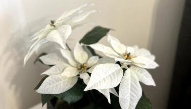 Ruhige Unterkunft mit Netflix Küche & Waschmaschine - Foto 3