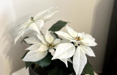 Ruhige Unterkunft mit Netflix Küche & Waschmaschine - Foto 3