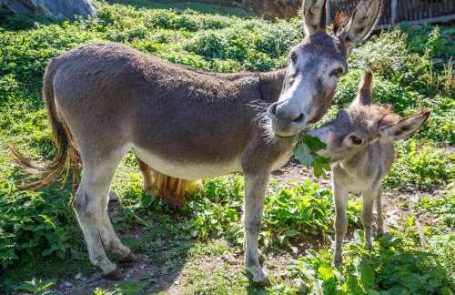 Gattererhof - Foto 31