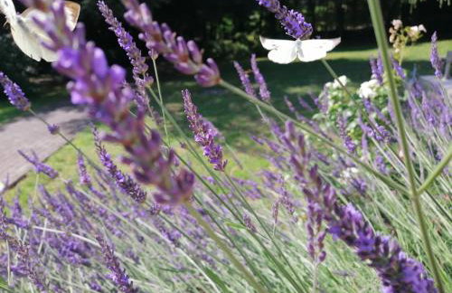 Leśna Wisełka - Foto 8