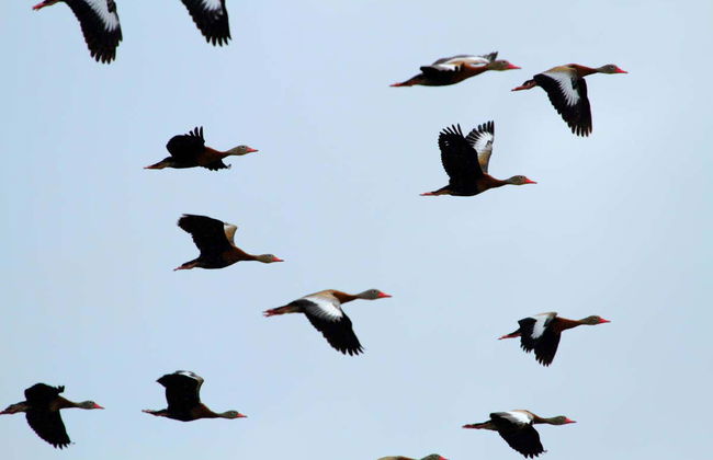 Excursão a Caño Negro - Foto 8