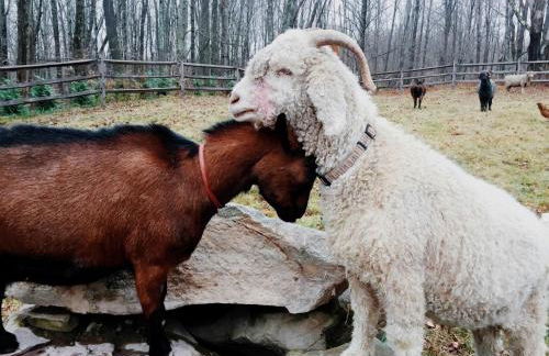 Cozy Cottage on a Private Farm Nestled Among the Southern Catskill Mountains in Woodridge, New York - Foto 12