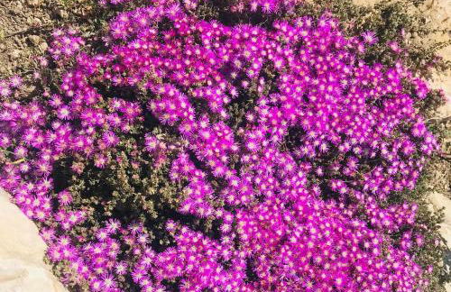 BAIA DELLE AGAVI - Foto 42