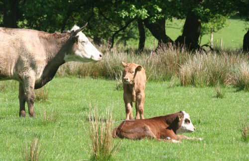 Swansea Valley Holiday Cottages - Foto 100