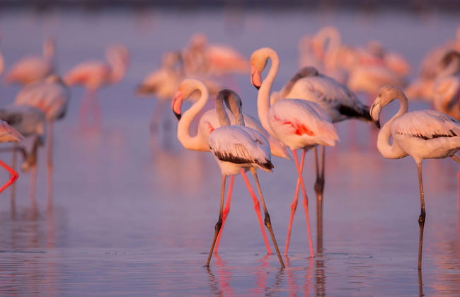 Observation de flamants roses dans le delta de l'Èbre au coucher du soleil - Photo 1