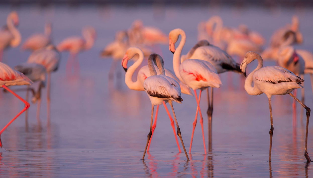 Observation de flamants roses dans le delta de l'Èbre au coucher du soleil