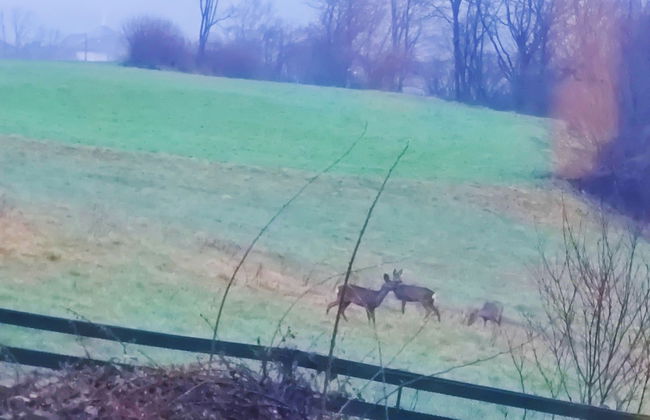 Wellness Apartment Keutschach Lakes Valley - Photo 18