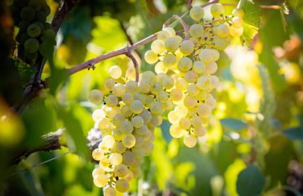 L'Orée des Champs - Photo 32