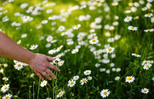 Akacjowe Zacisze - Foto 51