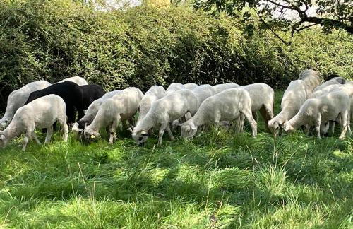 5 bedroom house in Annecy between town and countryside - Foto 21