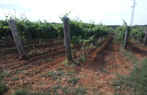 Apartment Asparagus - Photo 36