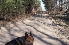 sosnowelowe - Foto 47