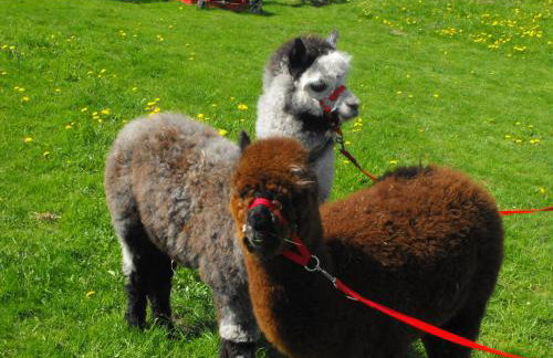 Agroturystyka Natura - Foto 45