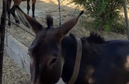 EMPHASIS Traditional House with Jacuzzi & Bicycles - Foto 78