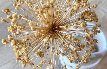 Marisa Apartments Hvar III - Photo 17