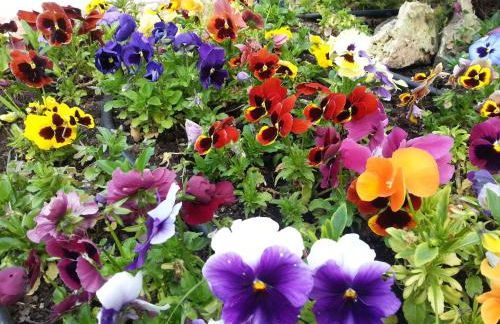 Residenza Il Rivo - Photo 23